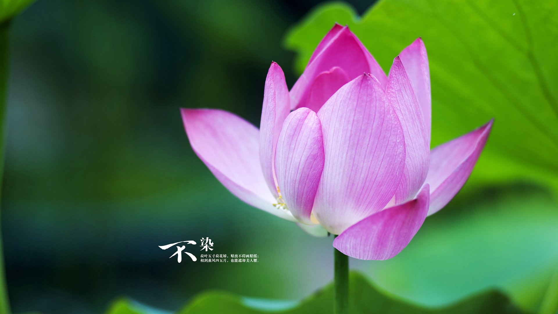 开云体育中国-世界排名争夺战之夜，哈利伯顿的统治力如何引爆全场？